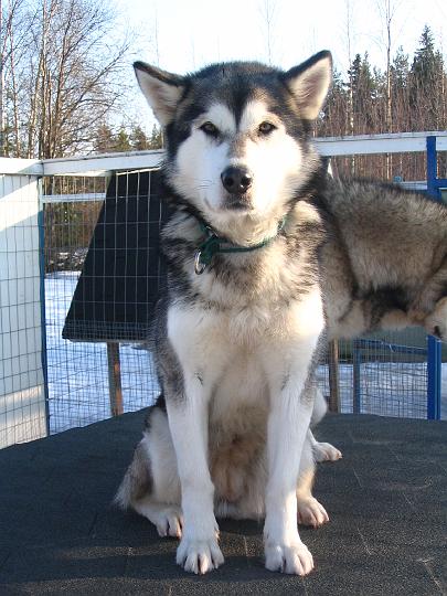 Laikku 4-08 020.jpg - Laikku huhtikuussa 2008 / Laikku in April 2008